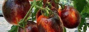 Tomate - Gargamel - Bio